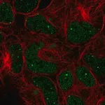 Merck Anti-GON4L antibody produced in rabbit
