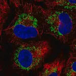 Merck Anti-CCR7 antibody produced in rabbit