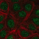 Merck Anti-KLLN antibody produced in rabbit