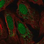 Merck Anti-FASTKD3 antibody produced in rabbit