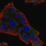 Merck Anti-NAT8 antibody produced in rabbit