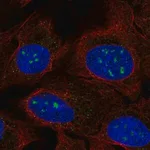 Merck Anti-FAM173B antibody produced in rabbit