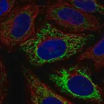 Merck Anti-MFF antibody produced in rabbit