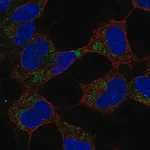 Merck Anti-GVQW1 antibody produced in rabbit