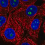 Merck Anti-SURF6 antibody produced in rabbit