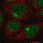 Merck Anti-ZNF131 antibody produced in rabbit