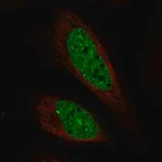 Merck Anti-C11orf71 antibody produced in rabbit