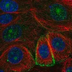 Merck Anti-GDE1 antibody produced in rabbit