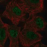 Merck Anti-SGK2 antibody produced in rabbit