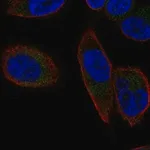 Merck Anti-SLC25A23 antibody produced in rabbit