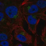 Merck Anti-CCPG1 antibody produced in rabbit