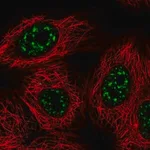 Merck Anti-VAX2 antibody produced in rabbit