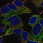Merck Anti-IGSF9B antibody produced in rabbit