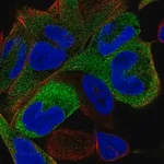 Merck Anti-KIF11 antibody produced in rabbit