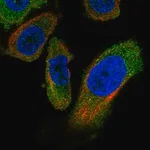 Merck Anti-PANK4 antibody produced in rabbit