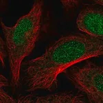 Merck Anti-DOT1L antibody produced in rabbit