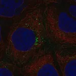 Merck Anti-HEG1 antibody produced in rabbit