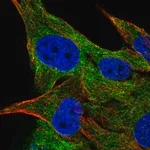 Merck Anti-FAM134A antibody produced in rabbit