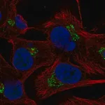 Merck Anti-C5orf15 antibody produced in rabbit