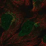 Merck Anti-GGT7 antibody produced in rabbit