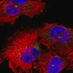 Merck Anti-INTS6L antibody produced in rabbit