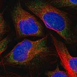 Merck Anti-RGS2 antibody produced in rabbit