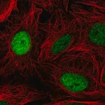 Merck Anti-ELL2 antibody produced in rabbit