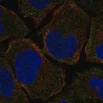 Merck Anti-F2RL1 antibody produced in rabbit