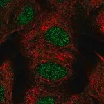 Merck Anti-TYW1B antibody produced in rabbit