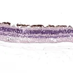 Merck Anti-RHO antibody produced in rabbit
