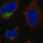 Merck Anti-TMCO4 antibody produced in rabbit