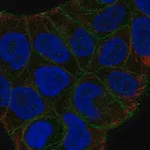 Merck Anti-SLITRK6 antibody produced in rabbit