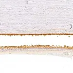Merck Anti-RGS9 antibody produced in rabbit