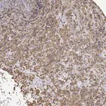 Merck Anti-NEUROD4 antibody produced in rabbit