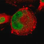 Merck Anti-ZNF367 antibody produced in rabbit