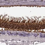 Merck Anti-RCVRN antibody produced in rabbit