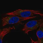 Merck Anti-ENTPD6 antibody produced in rabbit