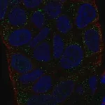 Merck Anti-HLA-DMA antibody produced in rabbit