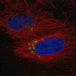 Merck Anti-QSOX2 antibody produced in rabbit