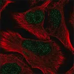 Merck Anti-CREBRF antibody produced in rabbit