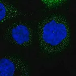 Merck Anti-LRCH3 antibody produced in rabbit