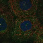 Merck Anti-PLK4 antibody produced in rabbit