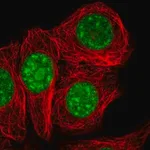 Merck Anti-SURF2 antibody produced in rabbit