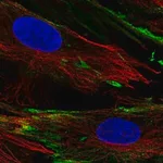 Merck Anti-PXDC1 antibody produced in rabbit