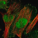 Merck Anti-TULP3 antibody produced in rabbit