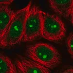 Merck Anti-SPATA2 antibody produced in rabbit