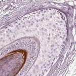 Merck Anti-KRTAP24-1 antibody produced in rabbit
