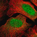 Merck Anti-MIOS antibody produced in rabbit