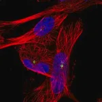 Merck Anti-PIBF1 antibody produced in rabbit