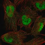Merck Anti-SPAG7 antibody produced in rabbit